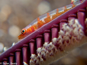 Blennie on a sea feather by Beate Seiler 